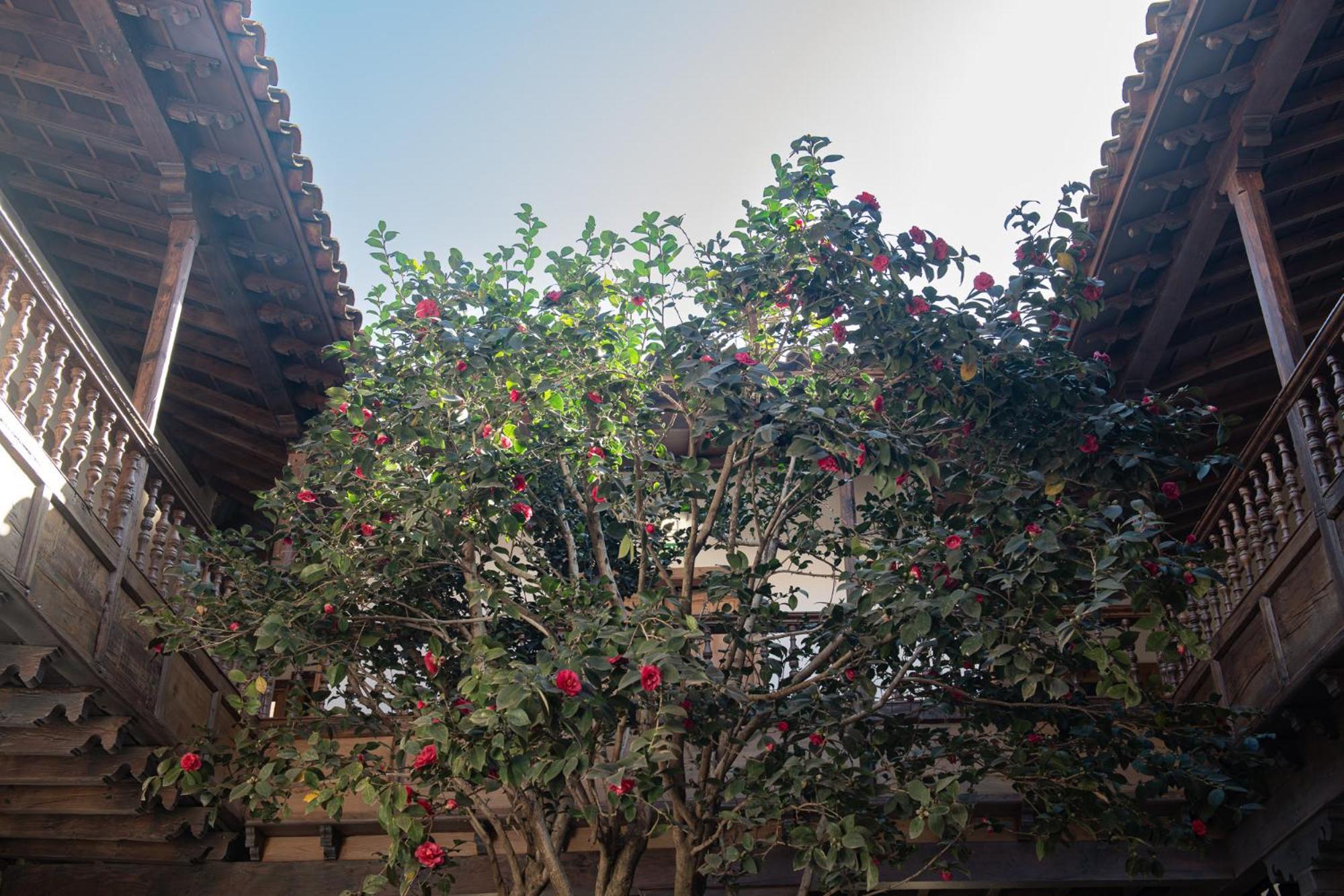 La Casa De La Camelia 호텔 라 라구나 외부 사진